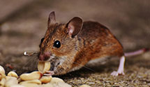 24 Hour & Emergency Exterminators in Wells Fargo, CA